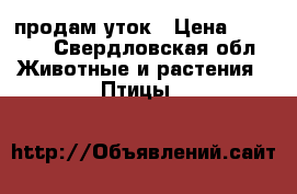 продам уток › Цена ­ 1 000 - Свердловская обл. Животные и растения » Птицы   